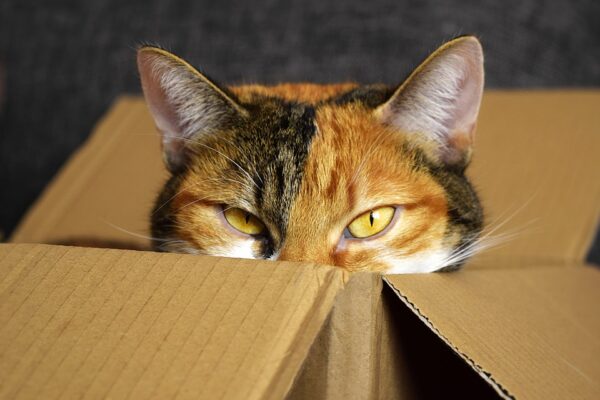 Reason Why Cats Love Boxes So Much