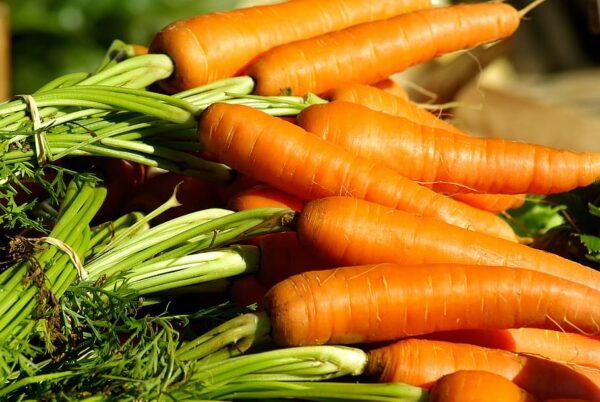 Can Cats Eat Carrots Complete Guide & All You Need to Know