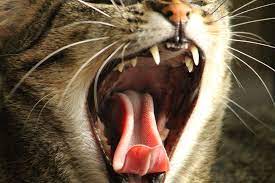 Cat Teeth Cleaning and Dental Care