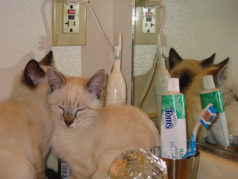 GUIDE) Cat Teeth Cleaning & Dental Care Cat Mastermind