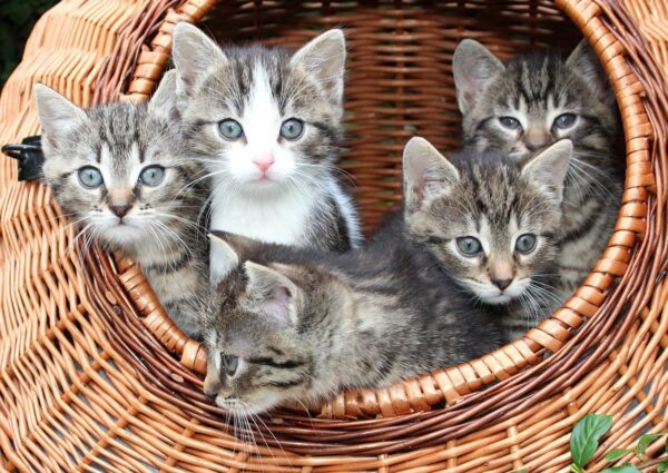 What Do Kittens Eat and Drink