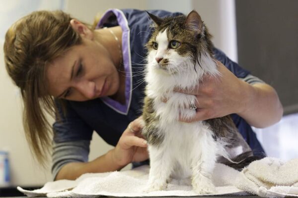 How to Bathe a Cat That Hates Water