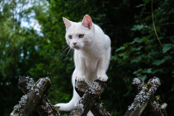 how to have an outdoor cat