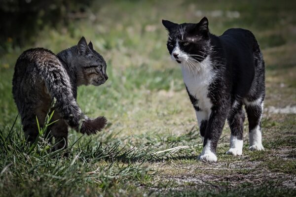 Why are cats so aggressive with each other?