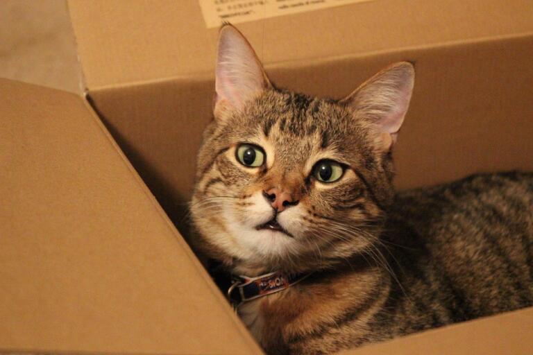 10 Reasons Why Do Cats Love Boxes (BEHAVIOR) Cat Mastermind