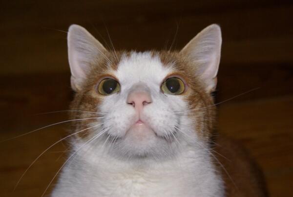 How to remove the smell of cat urine