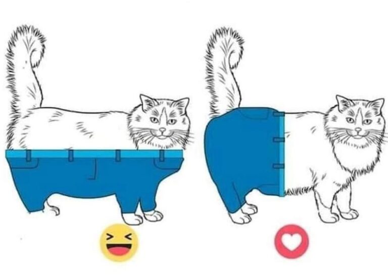 How would a cat wear pants (Why and Best Way) Cat Mastermind