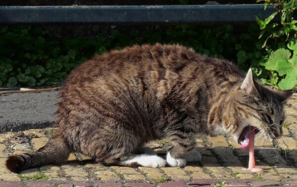 Types of Cat Vomit Why Do Cat Vomit