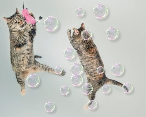 Can cats play with bubbles and Can cats play with bubbles
