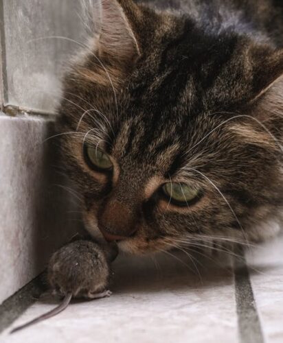 What parts of a mouse does a cat not eat. Why do cats like to eat mice. When a cat eats a mouse, they usually ingest the entire thing. 