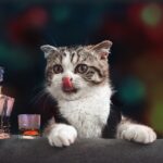 Can cats drink flavored water?