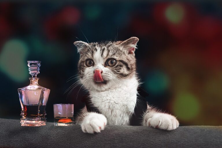 Can cats drink flavored water? Cat Mastermind