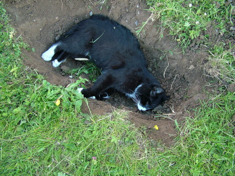 (10 Reasons) Why Does Cats Rub Against Your Legs Cat Mastermind