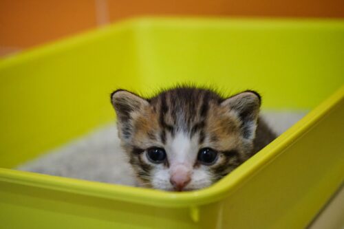  why has my cat stopped using the litter box best cat tips 