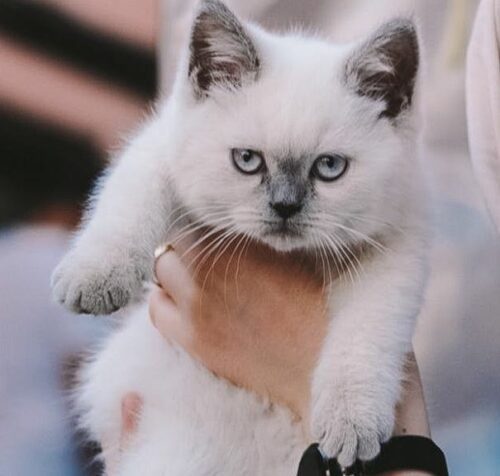 Are ragdoll cats hypoallergenic
