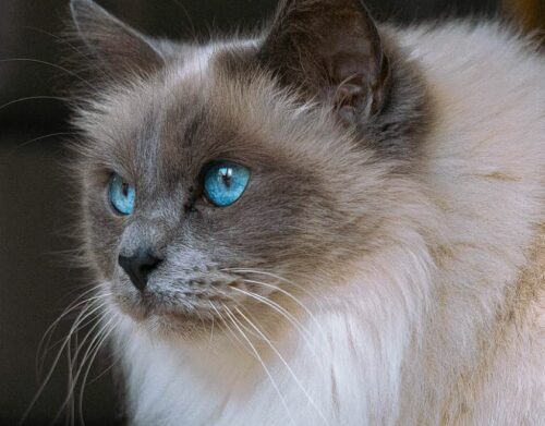 Reducing Allergic Reactions Effectively ragdoll cats
