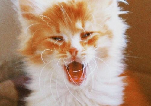 Do cats shed more when stressed Grooming Tips to Reduce Excess Hair