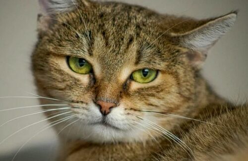 Do cats shed more when stressed