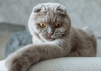 Why are Scottish Fold Cats Banned