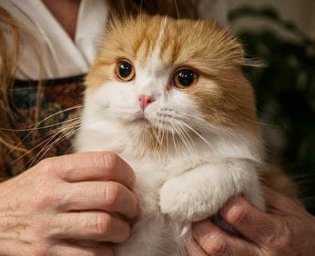 Origins of the Scottish Fold Ban