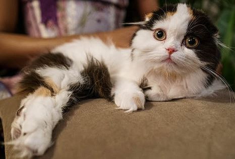 Scottish fold lifespan