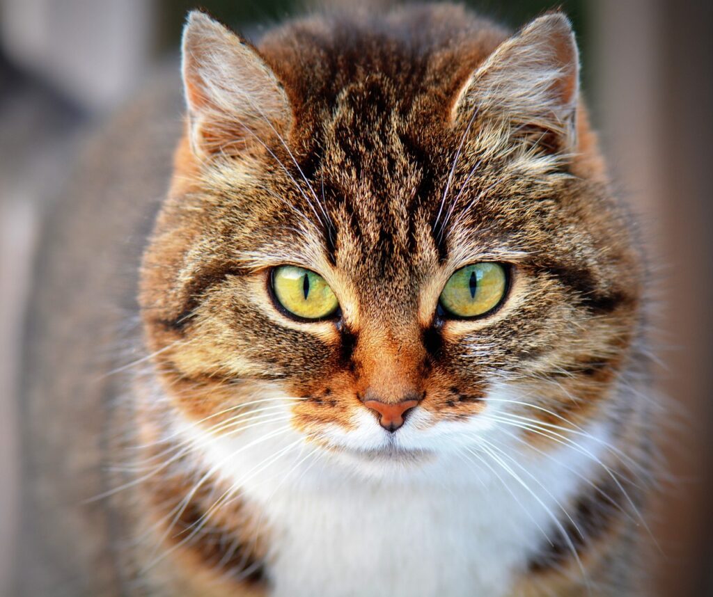 Can Feline Hyperesthesia Cause Death Managing Your Cat's Hyperesthesia at Home