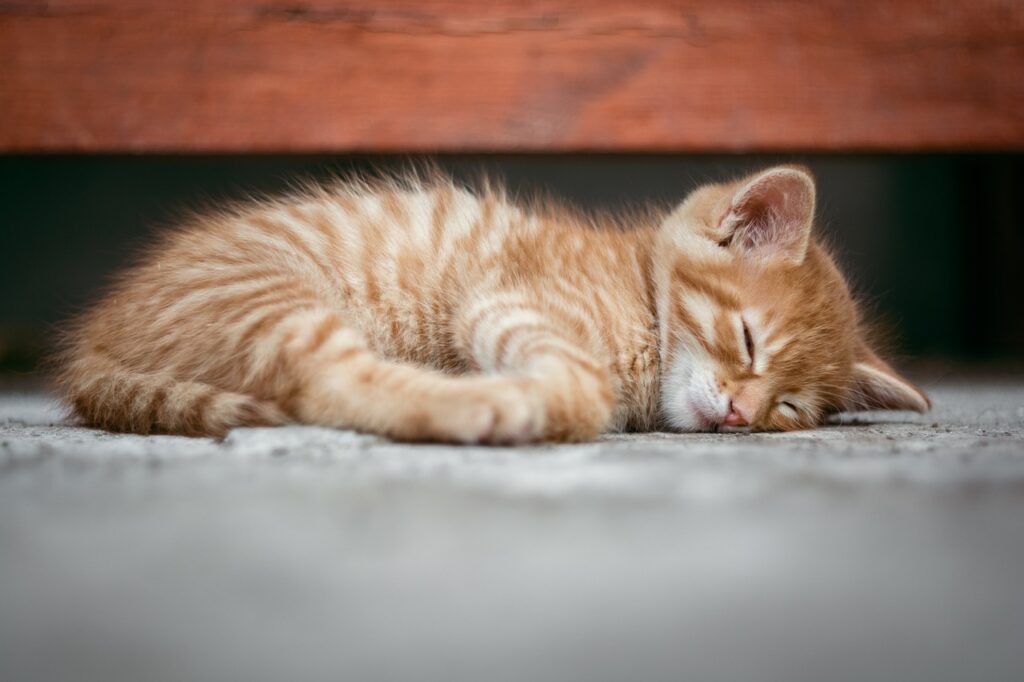 Can Feline Hyperesthesia Cause Death
