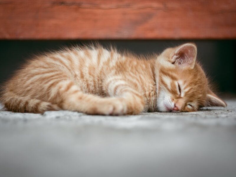 Can Feline Hyperesthesia Cause Death